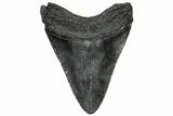 Serrated, Juvenile Megalodon Tooth - South Carolina #313801-1